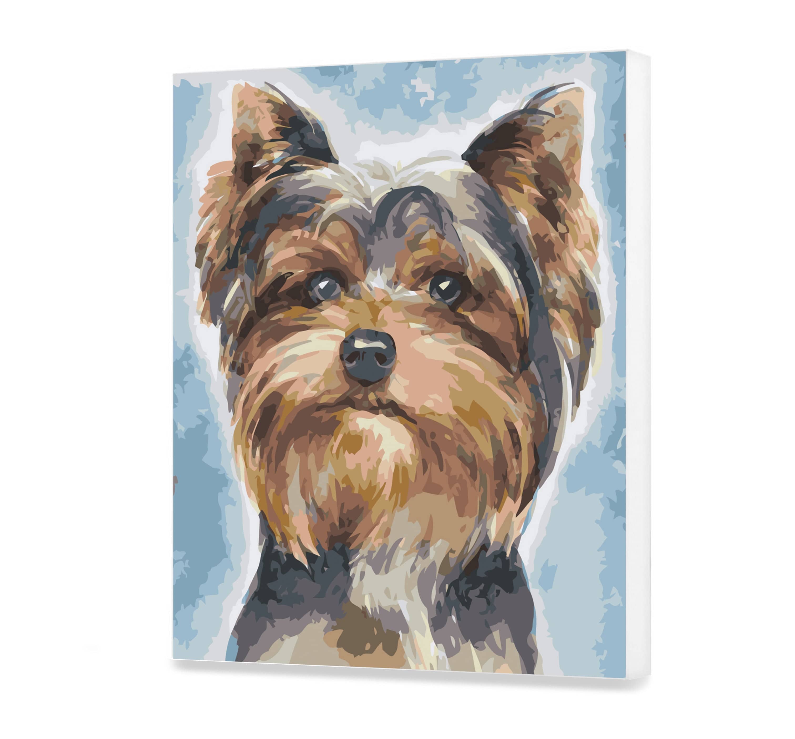 Yorkshire terrier AS0444