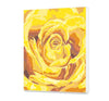 Żółta Róża CH0165