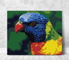 Kolorowa Papuga NK0084